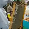 Life is Sweeter with Honey