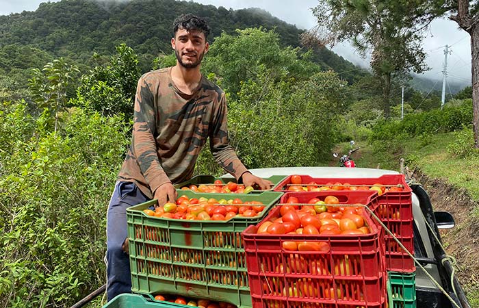 A man stands beside a truck overflowing with ripe tomatoes, showcasing a vibrant harvest.