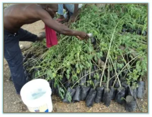 With proper care, the seedlings will grow